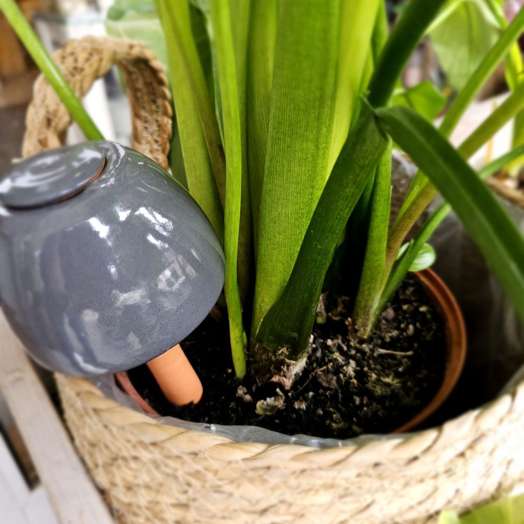 Olla - réserve d'eau à planter