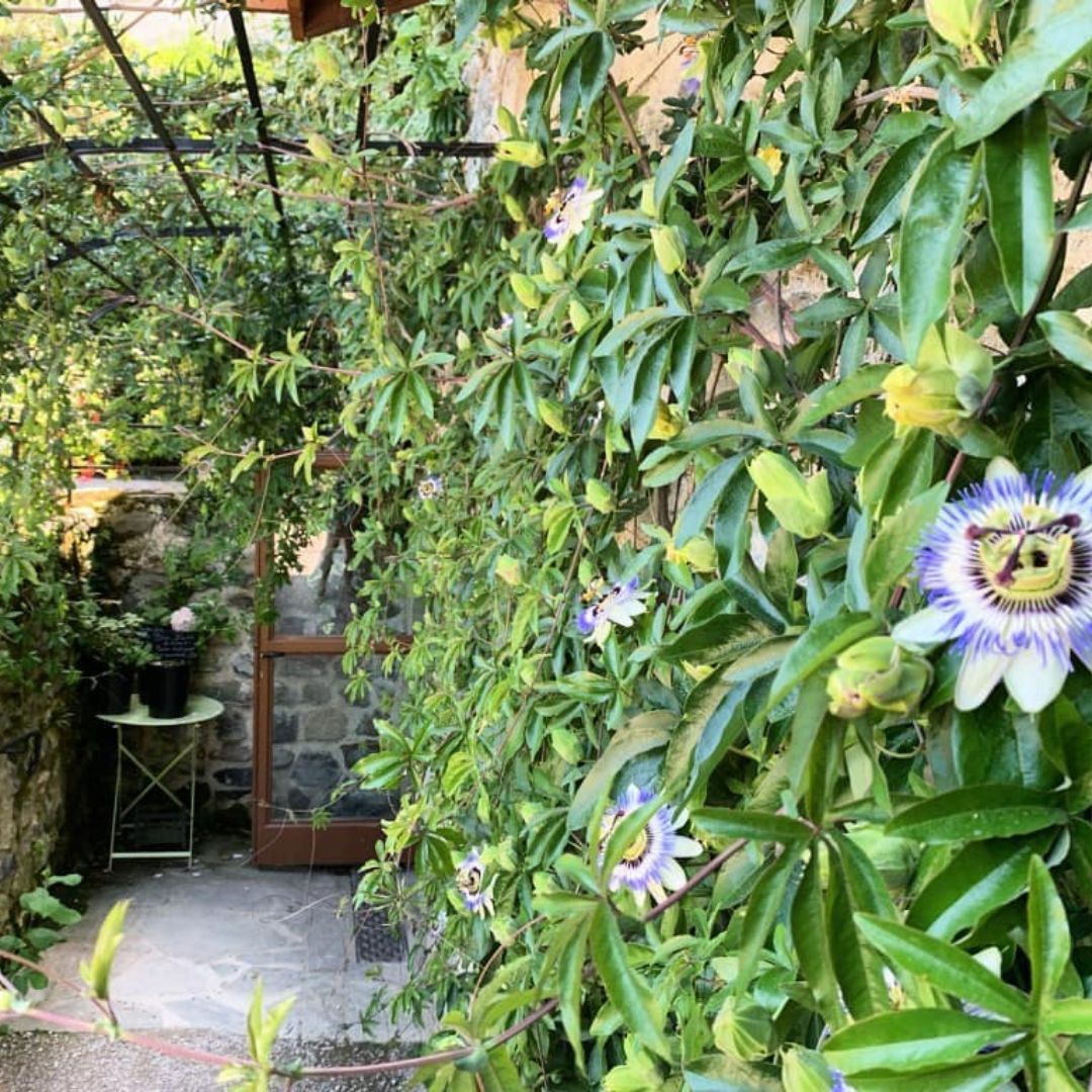 Passiflore caerulea plante pour Potager ou Jardin - Une Fleur m'a dit - Fleuriste Samoens (2)
