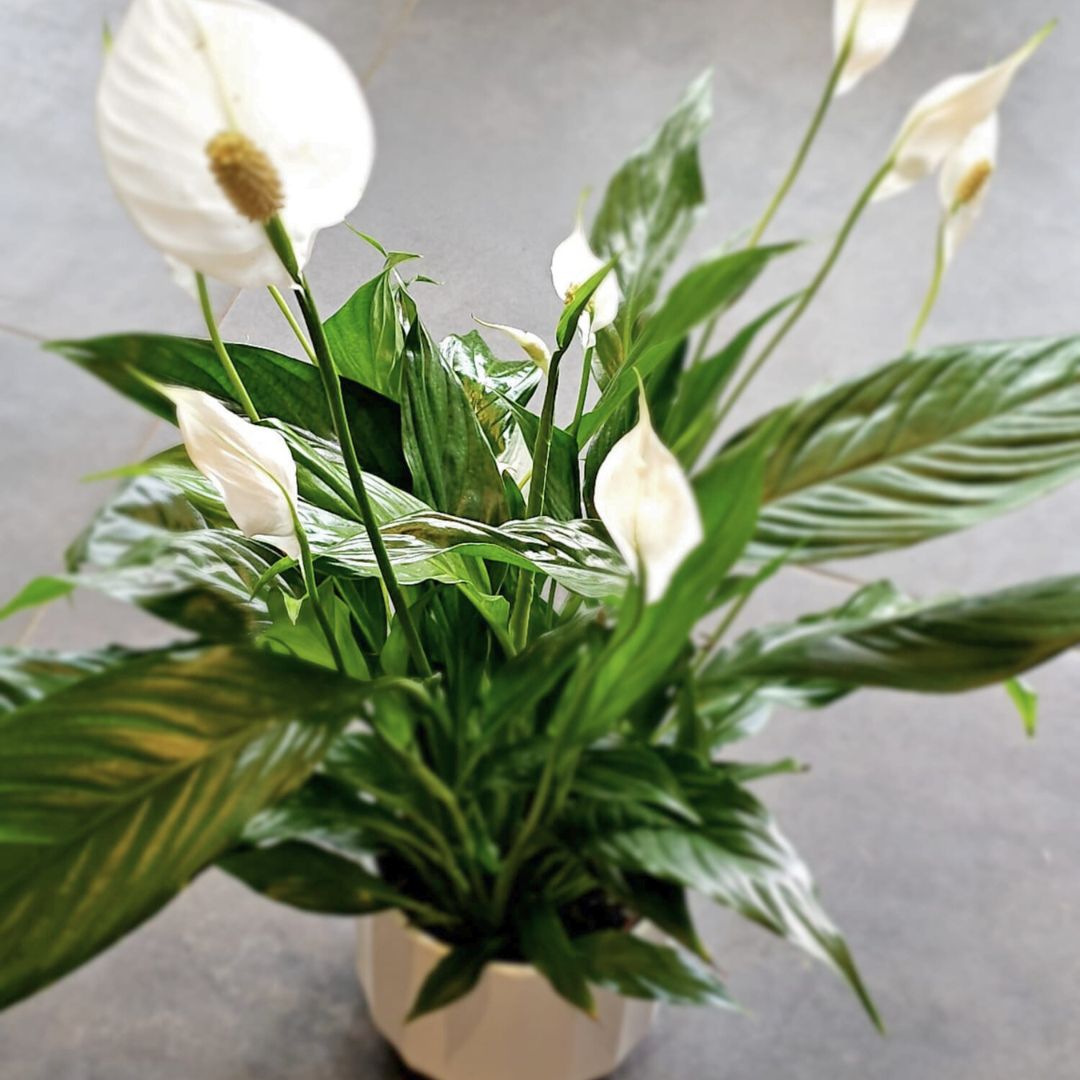 Spathiphyllum (ou Lis de la paix)